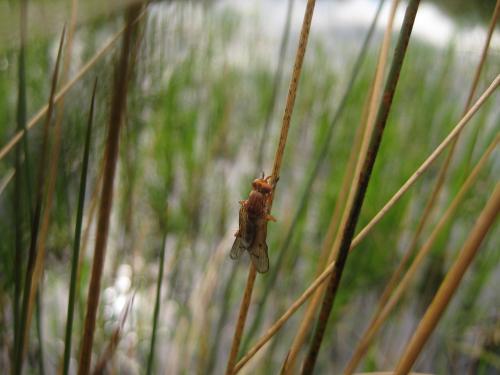 Tetanocera sp.