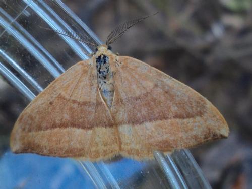 Watsonalla cultraria