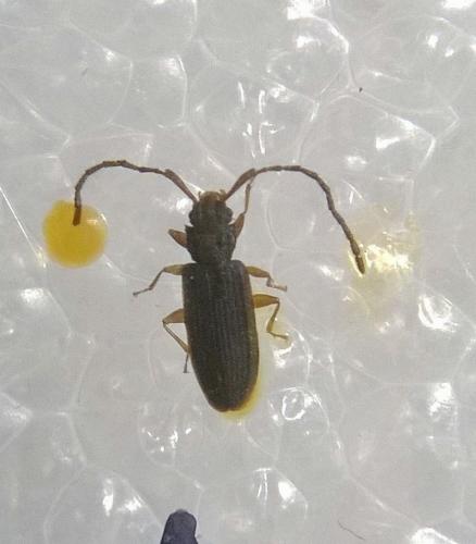 Réf. 128 676 : Uleiota planatus