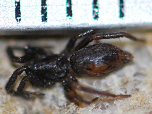 Heser nilicola