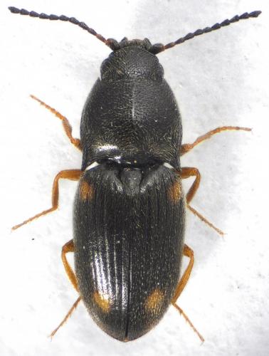 Zorochros dufouri