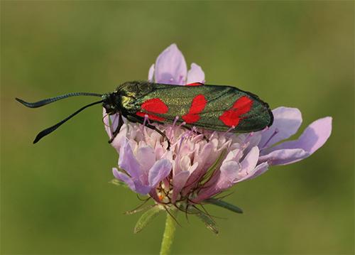 Réf. 128 059 : Zygaena filipendulae