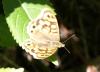 128444 – Photo : Amaury de la Pinsonnais – France (66)