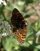 128449 – Photo : Amaury de la Pinsonnais – France (66)