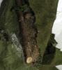 Euproctis chrysorrhoea