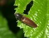 128487 – Photo : Amaury de la Pinsonnais – France (44)