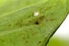 128981 – Photo : D. Martinez – Philippines