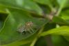 128850 – Photo : D. Martinez – Philippines