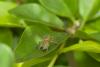 128459 – Photo : D. Martinez – Philippines