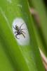 128453 – Photo : D. Martinez – Philippines