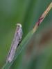 128767 – Photo : Daniel Verdier – France (69)