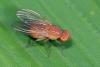 Sapromyzosoma laevatrispina