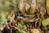128093 – Photo : Duborget Robin – France (04)