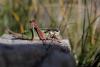 128100 – Photo : Duborget Robin – France (04)