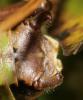 128096 – Photo : Duborget Robin – France (04)
