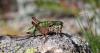 128326 – Photo : Duborget Robin – France (06)