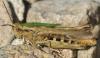 128793 – Photo : Bernard Saquet – France (12)