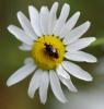 128351 – Photo : Patrick Decreus – France (22)