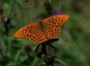 128113 – Photo : Patrick Decreus – France (22)