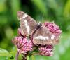 128083 – Photo : Patrick Decreus – France (22)