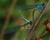128048 – Photo : Patrick Decreus – France (22)