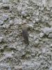 128299 – Photo : The Ghost Nightjar – France (56)