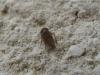 128359 – Photo : The Ghost Nightjar – France (56)