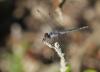 128962 – Photo : Duborget Robin – Guadeloupe