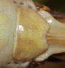 128101 – Photo : Duborget Robin – France (04)