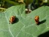 Harmonia axyridis