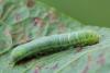 128023 – Photo : Insectesidf – France (61)