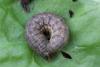 128028 – Photo : Insectesidf – France (61)