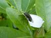 Stomorhina lunata