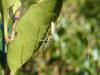 Tetragnatha sp.