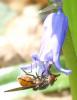 128414 – Photo : Amaury de la Pinsonnais – France (44)