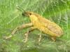 Lixus sp.
