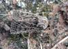 128013 – Photo : Dominique THAUVIN – France (45)