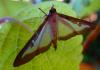 128587 – Photo : Genevieve BUXIN – France (31)