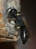 Hylaeus sp.
