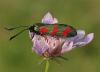 128059 – Photo : Yoann Pelouard – France (11)