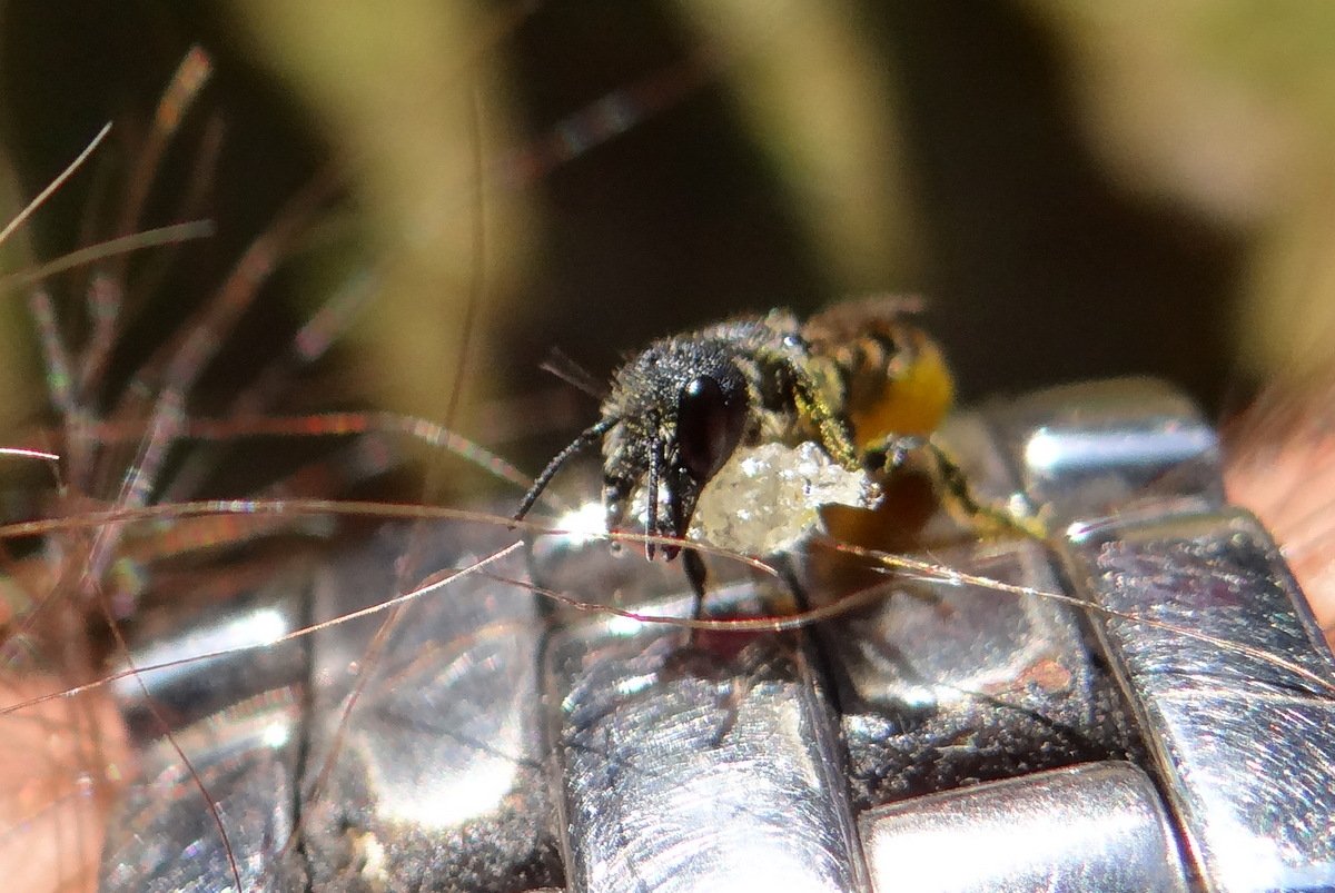 Gilles Carcassès - Heriades sp. - réf. 128498 (1200 x 803 pixels, 177 ko)