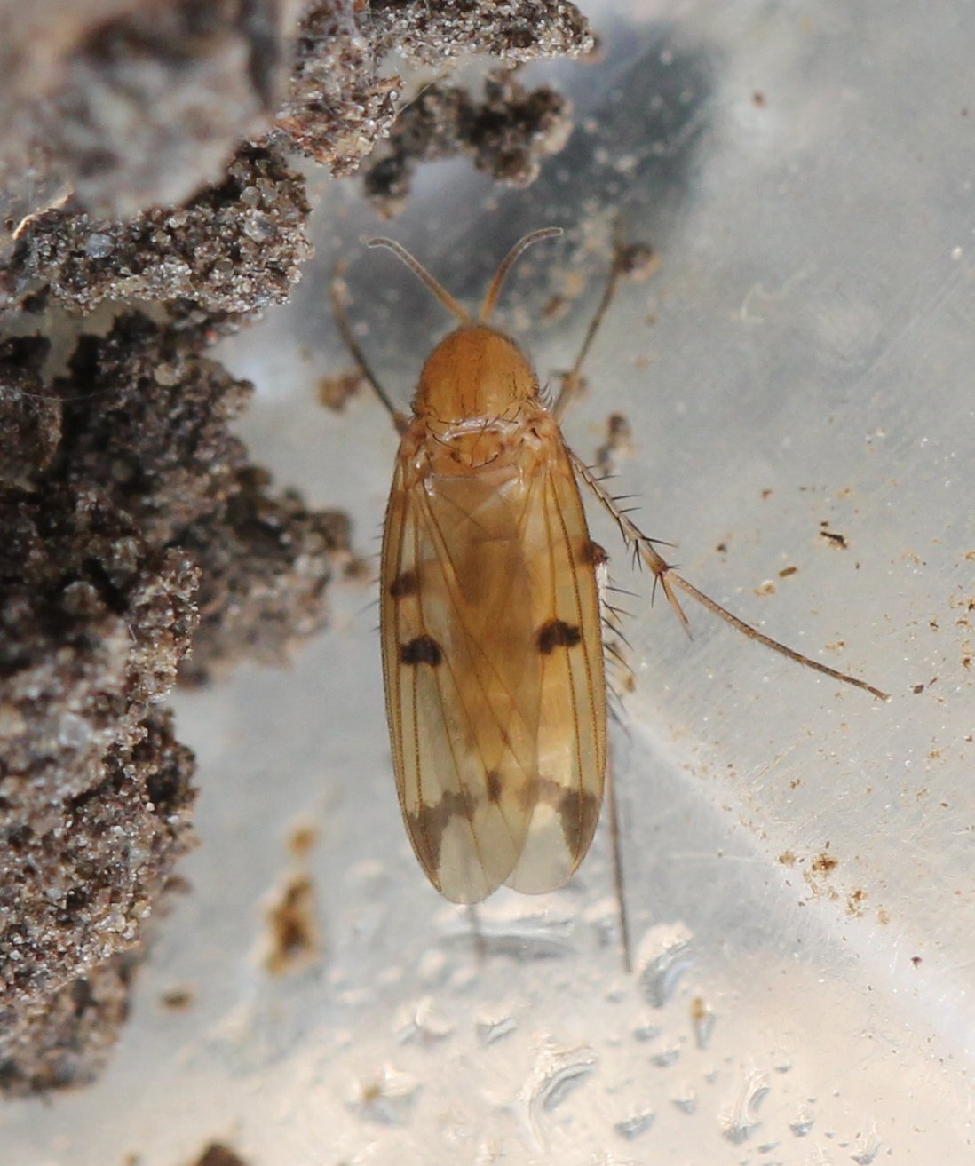 Renko Usami - Mycetophila sp. - réf. 128009 (1098 x 1313 pixels, 195 ko)