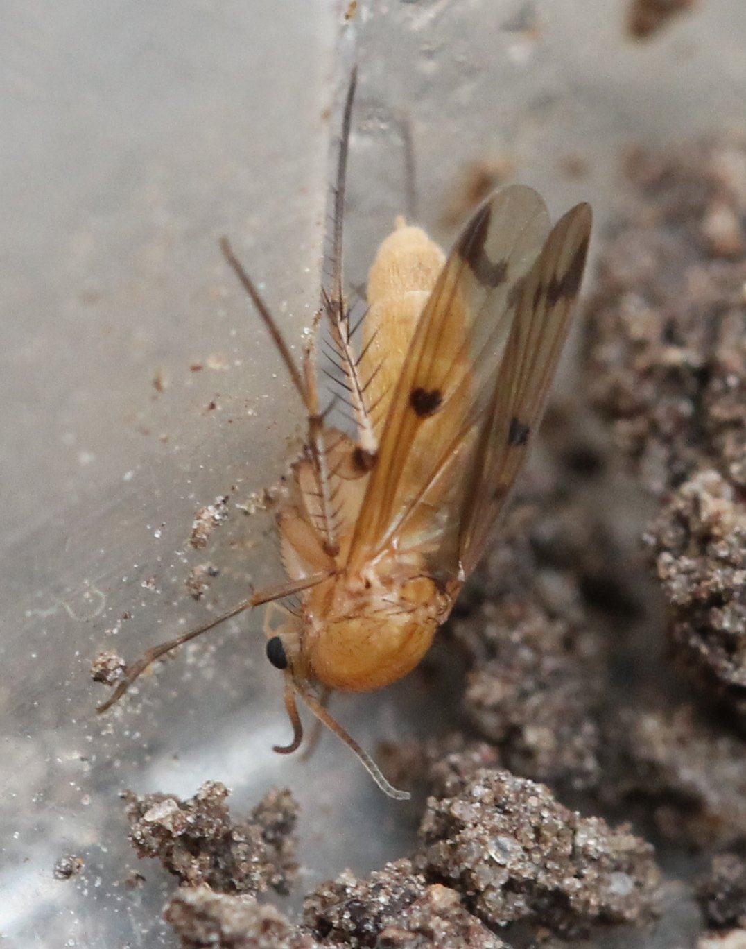 Renko Usami - Mycetophila sp. - réf. 128010 (1076 x 1368 pixels, 193 ko)