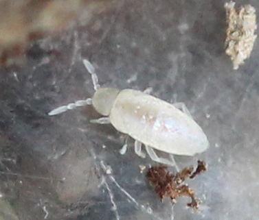 Renko Usami - Cyphoderus albinus - réf. 128419 (377 x 321 pixels, 76 ko)