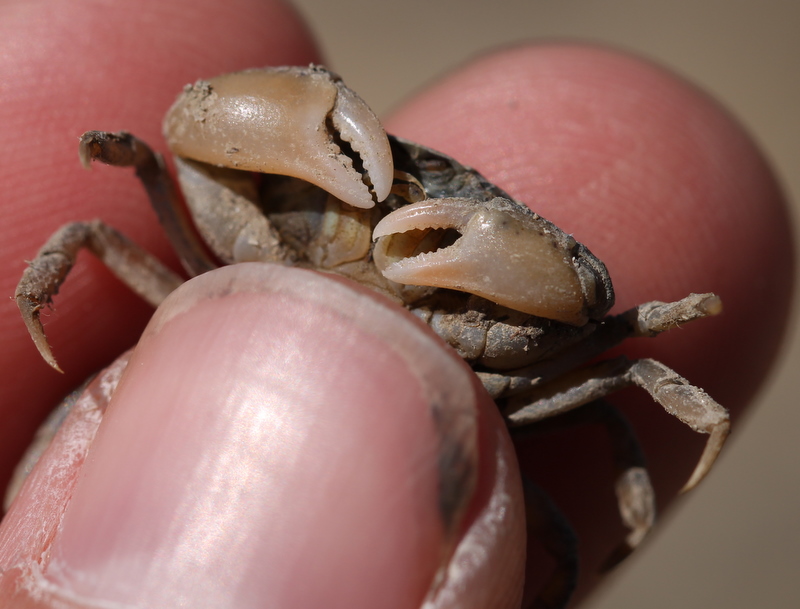 clovis - Rhithropanopeus harrisii - réf. 128454 (800 x 609 pixels, 184 ko)