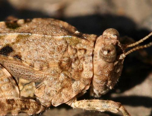 Paratettix meridionalis
