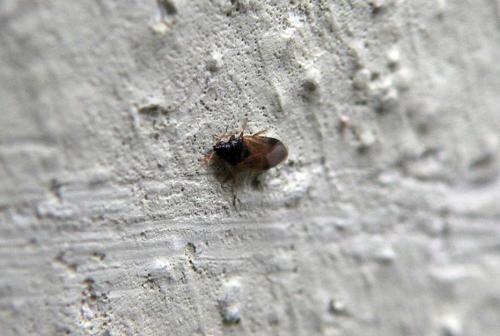 Orius sp.