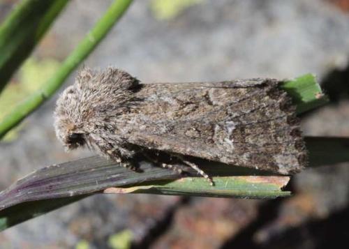 Luperina nickerlii
