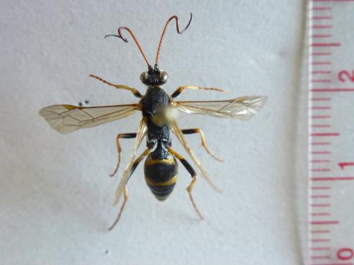 Réf. 129 044 : Amblyteles armatorius