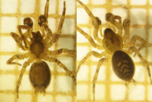 Réf. 129 829 : Cryphoeca silvicola
